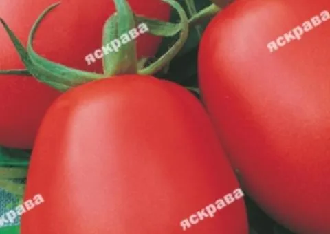 Tomato Iskorka 0.2 g, Vegetable Seeds, 20 pcs