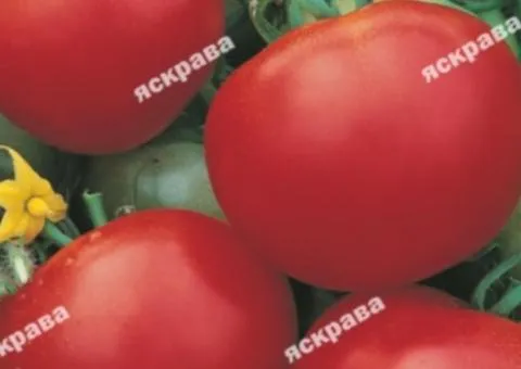 Tomato Kyivskyi 0.2 g, Vegetable Seeds, 20 pcs.