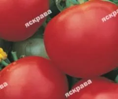 Томат Киевский 0.2 г, Семена овощей, 20 шт.