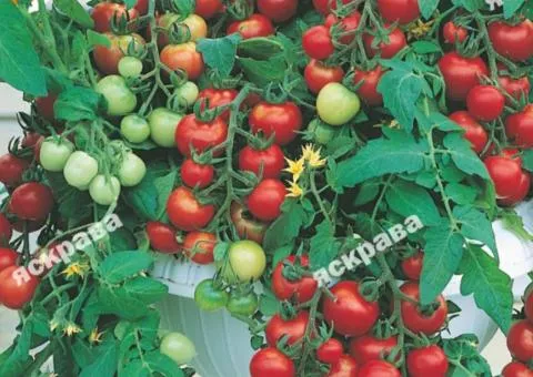 Tomato 'Room' 0.1 g, Vegetable Seeds, 20 pcs