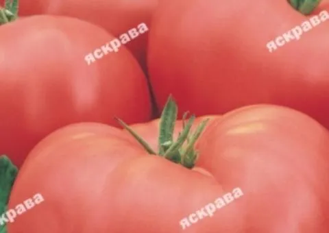Tomato Korniievskyi 0.1 g, Vegetable Seeds, 20 pcs.