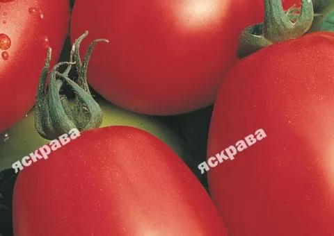 Томат Новичок 0.1 г, Семена овощей, 20 шт.