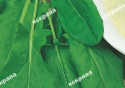 Sorrel Broadleaf 2 g, Vegetable seeds, 20 pcs.