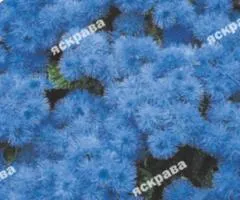 Агератум Голубой 0.1 г, Семена цветов, 20 шт.