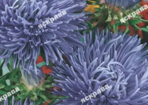 Aster needle-like 'Elya' 0.3 g, Flower seeds, 20 pcs
