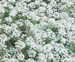 Alyssum White 0.2 g, Flower Seeds, 20 pcs.