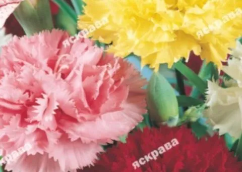 Carnation Chabo Single-color Mix 0.2 g, Flower Seeds, 20 pcs