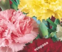Гвоздика Шабо Одноколерная смесь 0.2 г, Семена цветов, 20 шт.