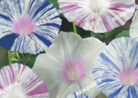 Ipomoea Harlequin 0.5 g, Flower Seeds, 20 pcs