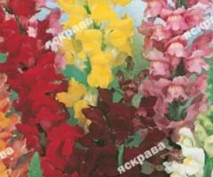 Львиный зев Гигантский 0.3 г, Семена цветов, 20 шт.