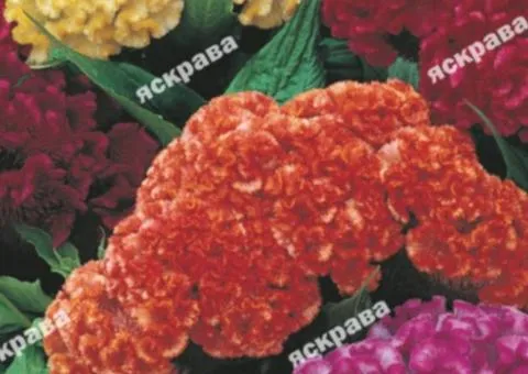 Celosia Cristata double mix 0.3 g, Flower seeds, 20 pcs.