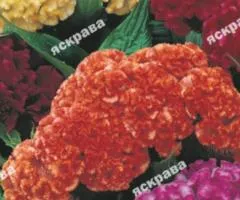 Celosia Cristata double mix 0.3 g, Flower seeds, 20 pcs.