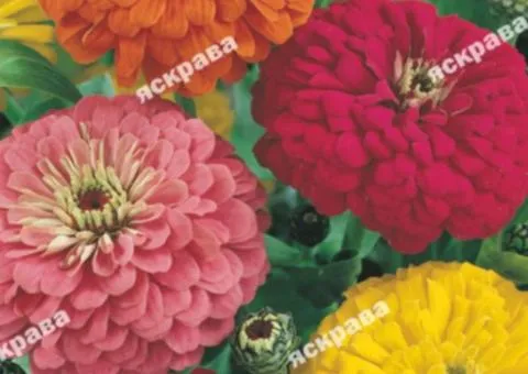 Zinnia double mix 0.5 g, Flower seeds, 20 pcs.
