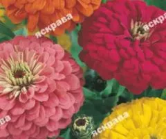 Zinnia double mix 0.5 g, Flower seeds, 20 pcs.
