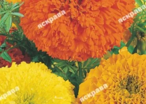 Tall French marigolds Mix 0.5 g, Flower seeds, 20 pcs.