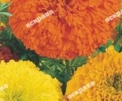 Tall French marigolds Mix 0.5 g, Flower seeds, 20 pcs.