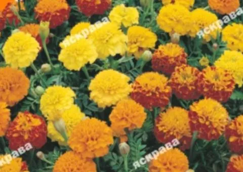 Low Marigolds Mix 0.5 g, Flower Seeds, 20 pcs