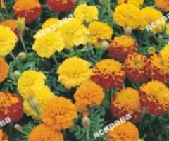 Low Marigolds Mix 0.5 g, Flower Seeds, 20 pcs