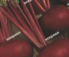 Свекла столовая Египетская Плоская 20 г, Семена овощей, 10 шт.