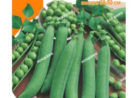 Sugar pea Alpha 50 g, Vegetable seeds, 10 pcs.