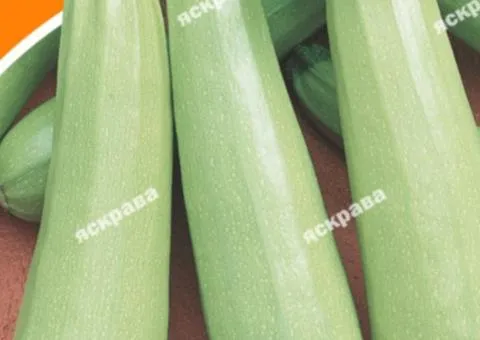 Zucchini Hrybivskyi 20 g, Vegetable seeds, 10 pcs.