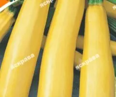Кабачок Золотинка 20 г, Семена овощей, 10 шт.