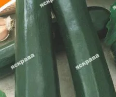 Кабачок Скворушка (цуккини) 20 г, Семена овощей, 10 шт.
