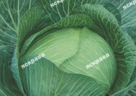 White cabbage Amager 5 g, Vegetable seeds, 10 pcs