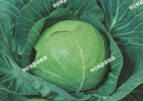 Cabbage white-headed 'Bilosnizhka' 10 g, Vegetable seeds, 10 pcs