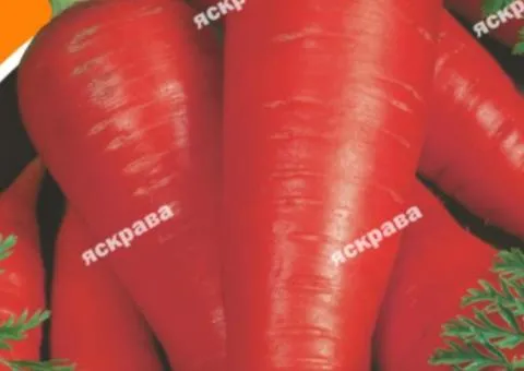 Морква Яскрава 10 г, Насіння овочів, 10 шт.