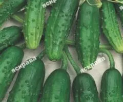 Огірок Кущовий 10 г, Насіння овочів, 10 шт.
