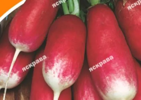 Редис 18 днів 10 г, Насіння овочів, 10 шт.