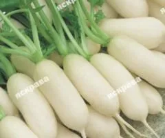 Редис Льодяна бурулька 10 г, Насіння овочів, 10 шт.