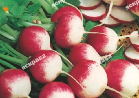 Редис ЧБК (Червоний з білим кінчиком) 10 г, Насіння овочів, 10 шт.