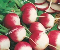 Редис ЧБК (Червоний з білим кінчиком) 10 г, Насіння овочів, 10 шт.