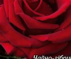 Rose hybrid tea Black Magic Class A, Seedlings, 8 pcs.