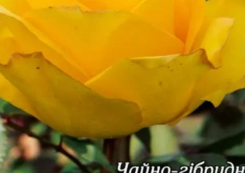 Троянда ч/г Папілон клас А, Саджанці, 8 шт.