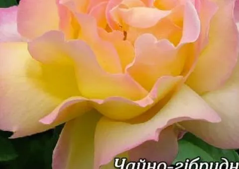 Rose bare-root Gloria Peace class A, Seedlings, 8 pcs