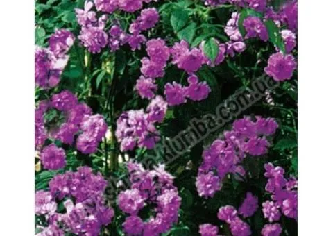Climbing rose Veichenblau class A, Seedlings, 8 pcs.