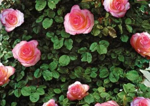 Climbing rose Sharik-Asma class A, Seedlings, 8 pcs.
