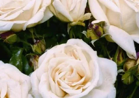 Patio rose Iceberg class A, Seedlings, 8 pcs.