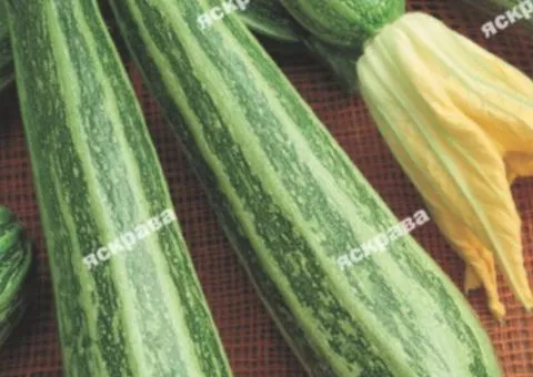 Squash Zebra 20 g, Vegetable Seeds, 10 pcs.