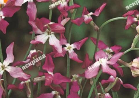 Матіола 10 г, Насіння квітів, 10 шт.