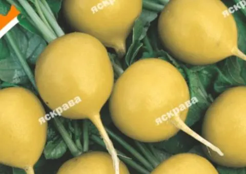 Редис Злата 10 г, Семена овощей, 10 шт.