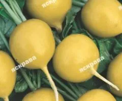 Редис Злата 10 г, Семена овощей, 10 шт.