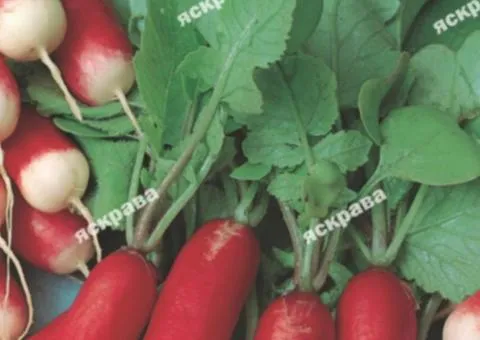Редис Французский завтрак 10 г, Семена овощей, 10 шт.