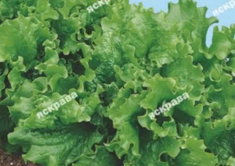 Salad Odessa Kucheravyets 10 g, Vegetable seeds, 10 pcs