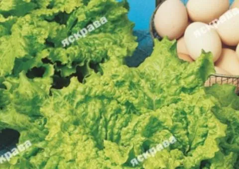 Салат Берлінський Жовтий 2 г, Насіння овочів, 20 шт.