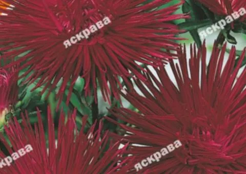 Aster Needle-leaved "Cherry King" 0.3 g, Flower Seeds, 20 pcs