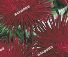 Aster Needle-leaved "Cherry King" 0.3 g, Flower Seeds, 20 pcs